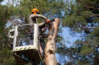 Five Star Tree Services image 1